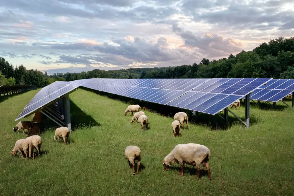 Schafe weiden unter einer Agri-PV-Anlage